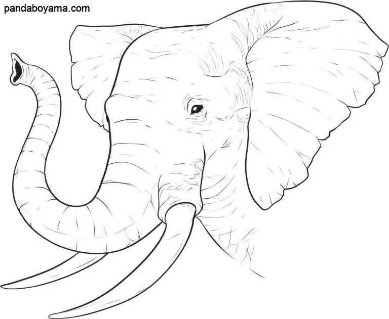 Afrikalı Fil boyama sayfası