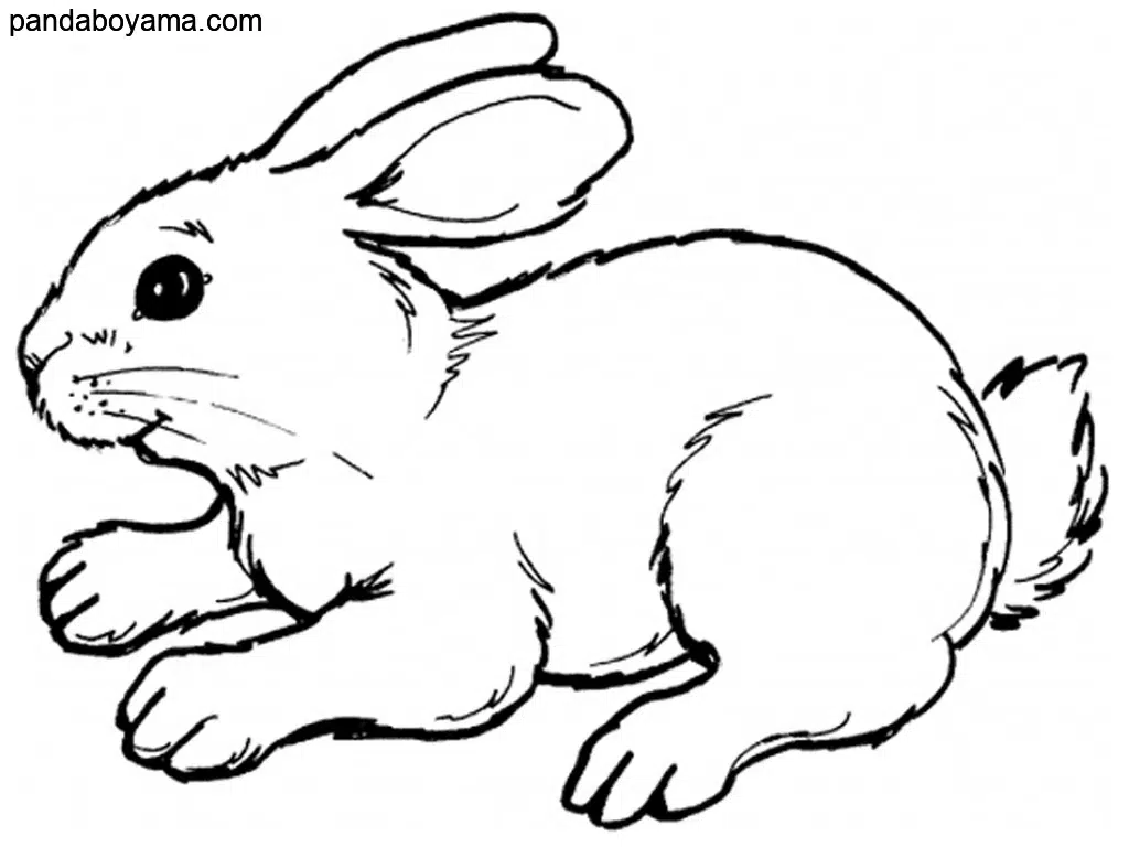 Oturan Tavşan boyama sayfası
