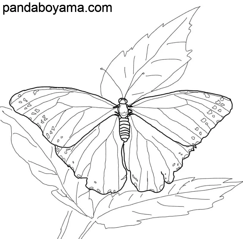 Detaylı Kelebek boyama sayfası